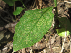 Lactuca raddeana