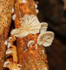 Marasmiellus affixus