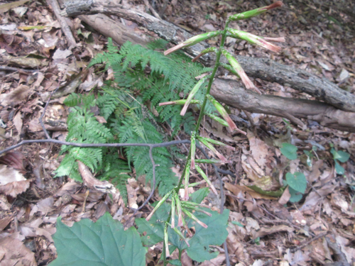 Ainsliaea acerifolia iNat (2)