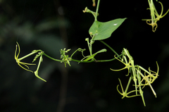 Rytidostylis gracilis