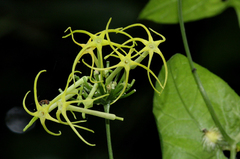 Rytidostylis gracilis