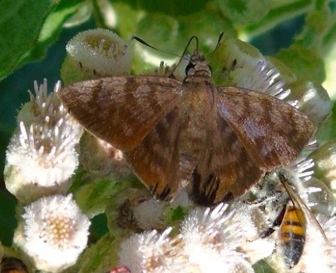 Pellicia arina