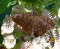 Pellicia arina