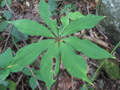 Paris verticillata