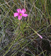 Oxalis bifurca angustiloba