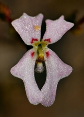 Stylidium calcaratum