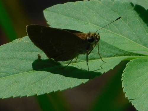 Three-spotted Skipper photo 6