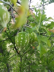 Ibervillea sonorae