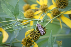 Ctenoplusia oxygramma