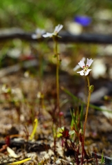 Stylidium calcaratum