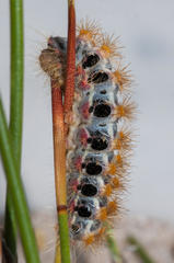 Psycharium pellucens