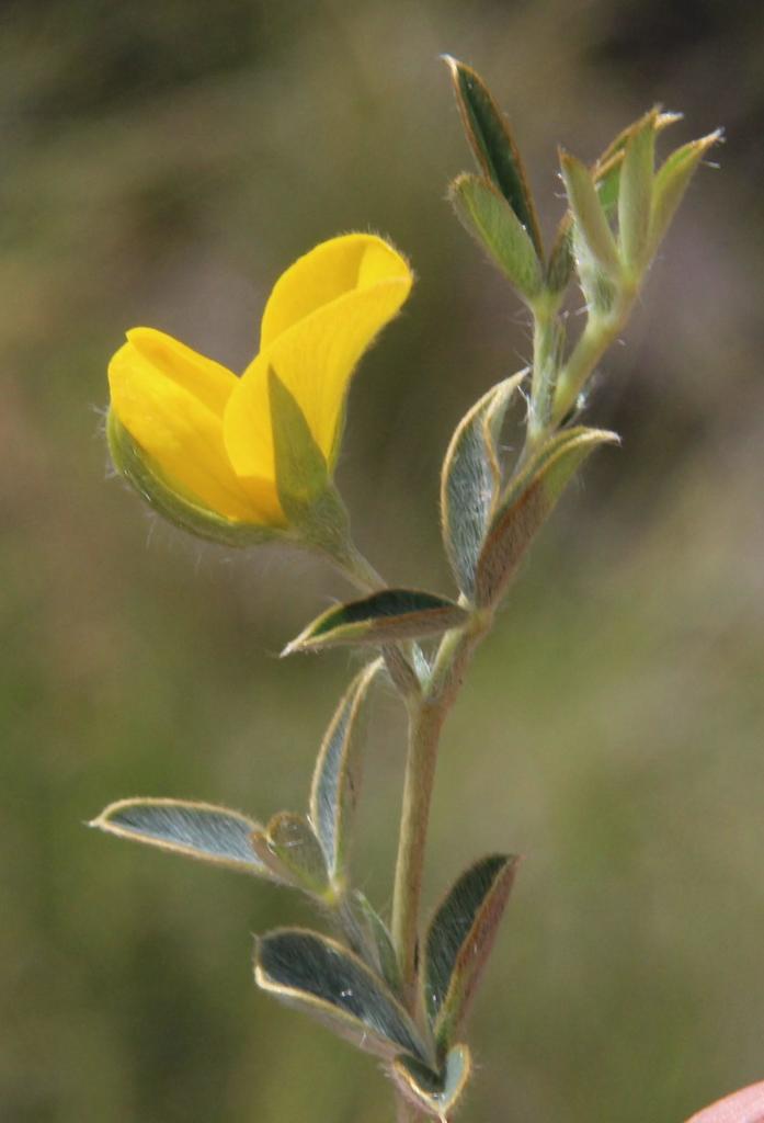 Argyrolobium collinum