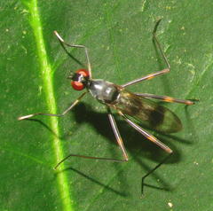 Hybobata fuelleborni