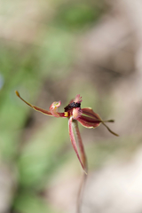 Caladenia plicata