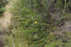 Argyrolobium collinum