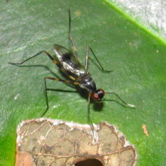 Hybobata fuelleborni