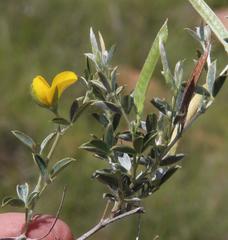 Argyrolobium collinum