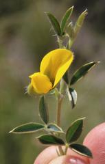 Argyrolobium collinum