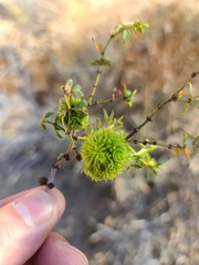 Asphondylia auripila