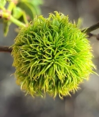 Asphondylia auripila