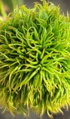 Asphondylia auripila