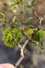 Asphondylia auripila