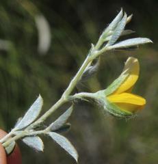 Argyrolobium collinum