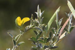 Argyrolobium collinum