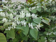 Reynoutria japonica