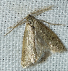 Dissoctena albidella
