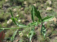 Teucrium trifidum