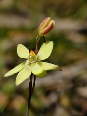 Thelymitra antennifera