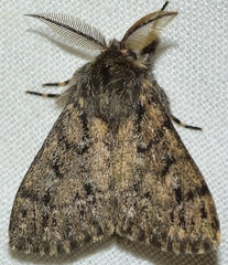 Ocneria atlantica