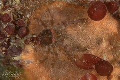 Galathea australiensis