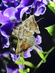 Plusiopalpa adrasta