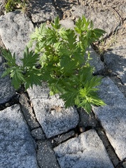 Artemisia vulgaris