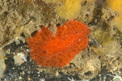 Discodoris paroa