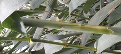 Arundo donax