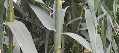 Arundo donax