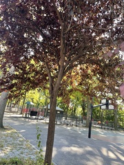 Prunus