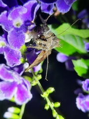 Plusiopalpa adrasta