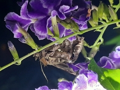 Plusiopalpa adrasta