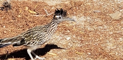 Geococcyx californianus