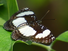 Neptis morosa
