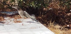 Geococcyx californianus