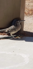 Geococcyx californianus