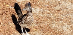 Geococcyx californianus