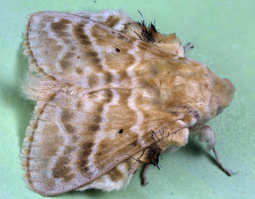 Budded Lappet