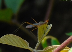 Micropeza stigmatica