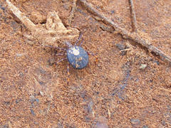 Amblyomma hebraeum
